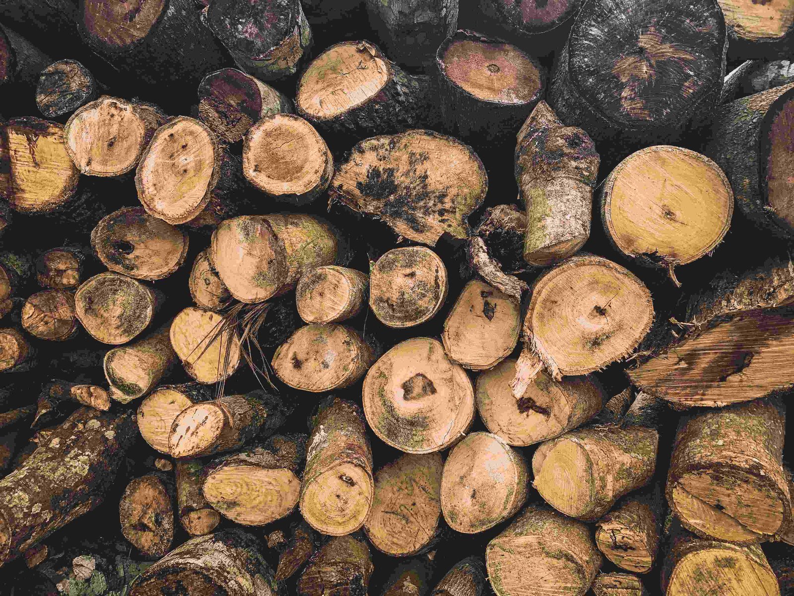 आम की लकड़ी  Mango Wood